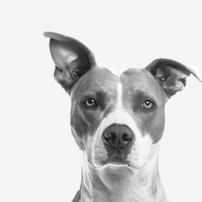 Minimalist black and white portrait of a cute terrier showcasing its smart expression.